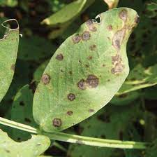 Collection image for: Fungicide