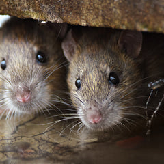 Collection image for: Rodenticide