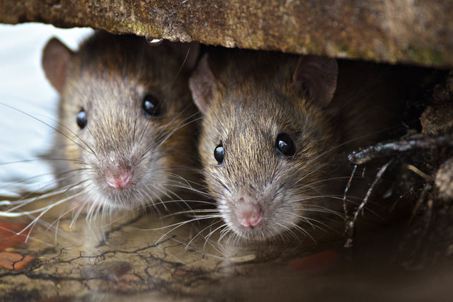 Rodenticide
