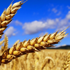 Collection image for: Seminte Grau, Triticale, Secara