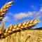 Seminte Grau, Triticale, Secara