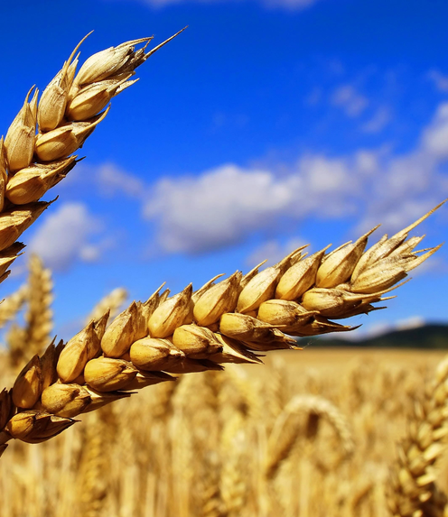 Seminte Grau, Triticale, Secara