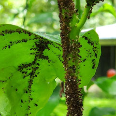 Collection image for: Insecticide