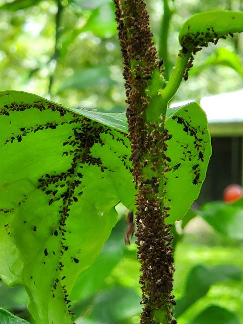 Insecticide