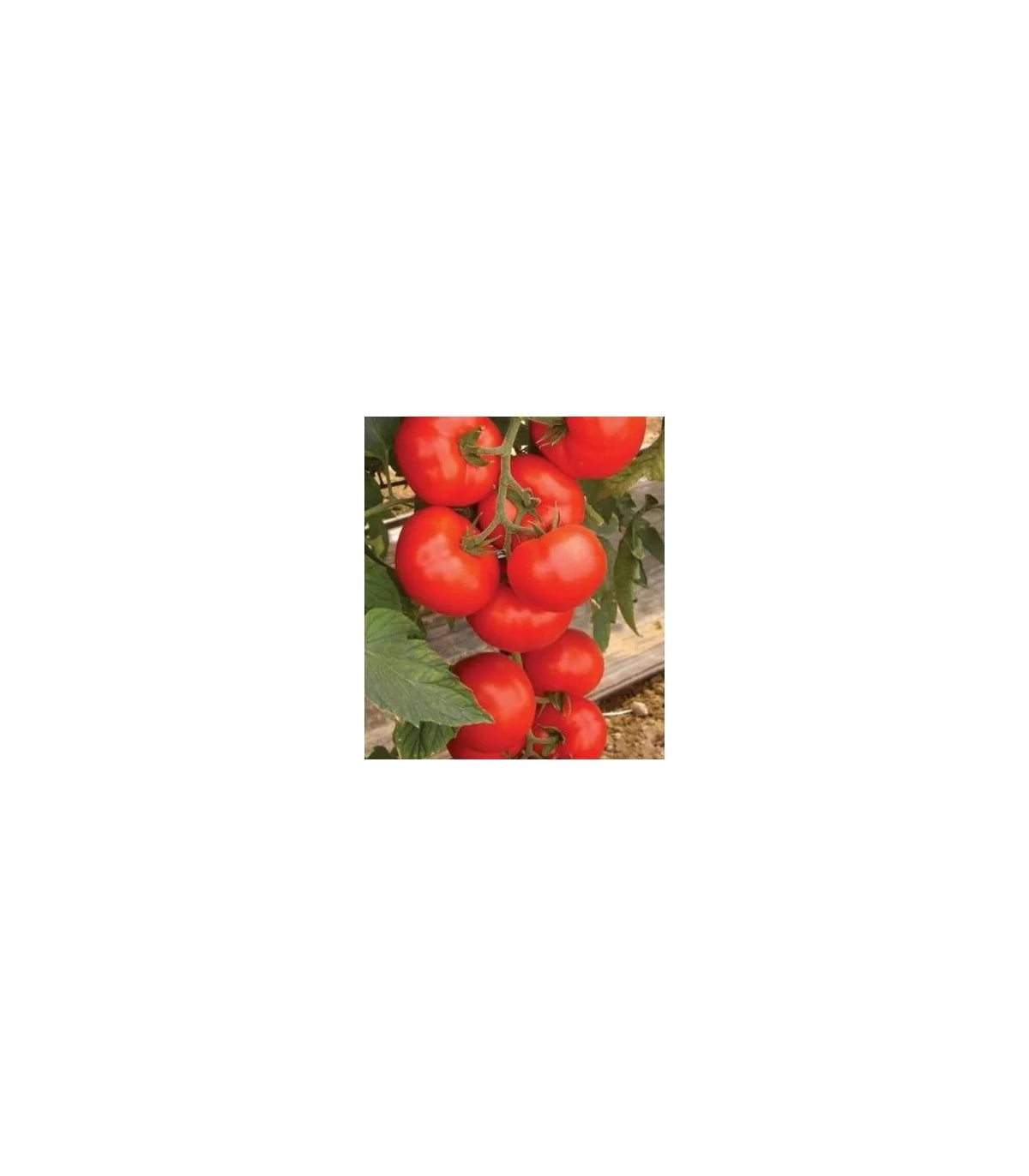 Seminte de tomate Amerigo, 500 seminte