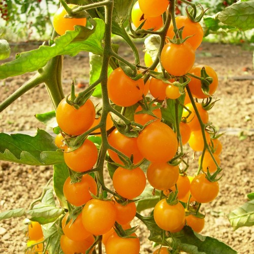 SUMMER SUN F1 - seminte Tomate cherry